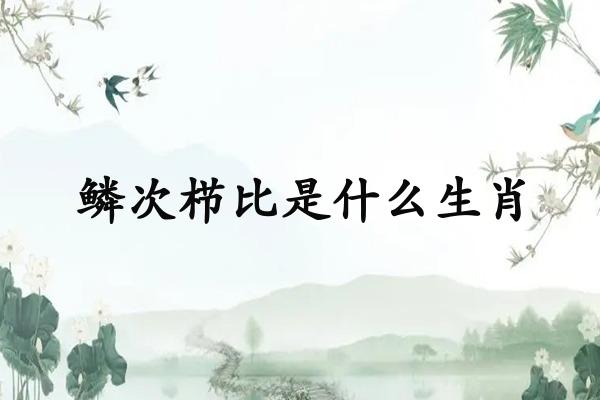 鳞次栉比是什么生肖