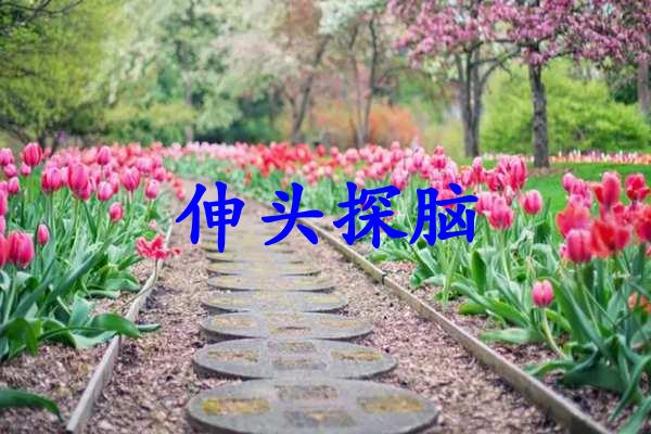 伸头探脑