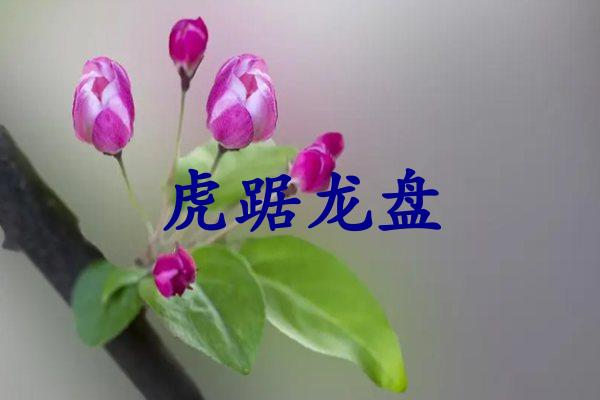 虎踞龙盘