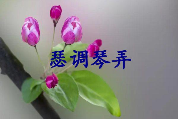 瑟调琴弄