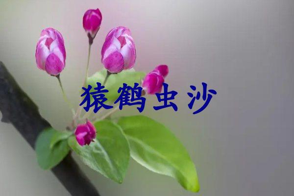 猿鹤虫沙