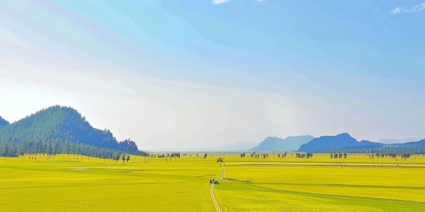 2025年10月29日运势最好的四大生肖 