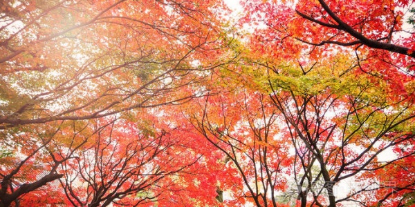 国家为什么要放秋假，秋假的意义、对学生和家长有什么影响，秋假放好还是不放好？ 