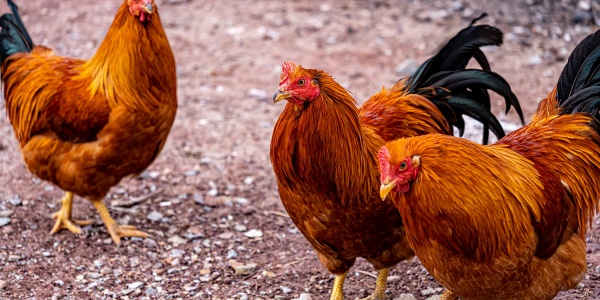 判若鸿沟是什么生肖猜测是什么生肖动物