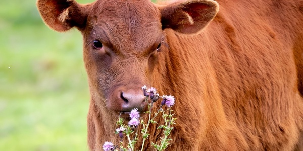 问诸水滨是什么生肖,打猜一准确测生肖动物