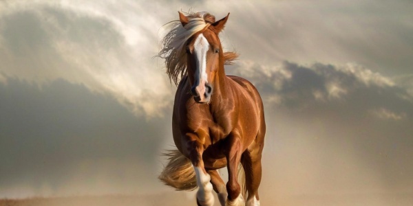 跟马有关的成语,100句跟马相关的句子