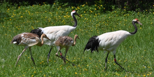 2026年犯太岁有哪些生肖