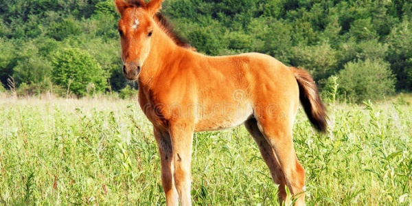 2026年马宝宝几月出生最好 