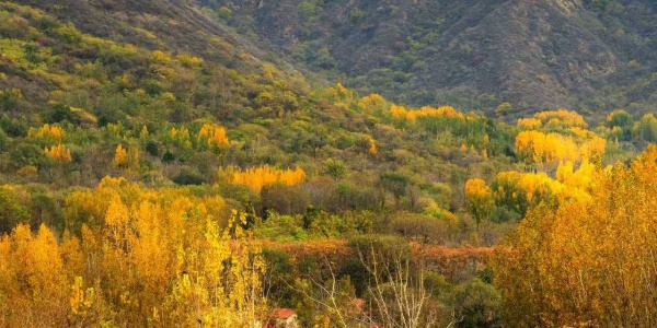 两手五指有长短，彩珠随机任意转和什么生肖动物有关系 