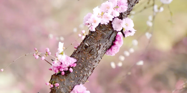 迎刃而解<a href = 