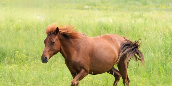 跟马有关的歇后语