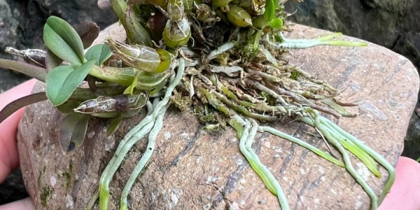 源泉万斛是什么生肖，打一生肖猜测是什么生肖动物 