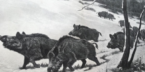 焚林而猎是什么生肖，打一生肖猜测是什么生肖动物 