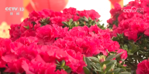 活力足，迎新春！各地“年味”上线氛围感已拉满