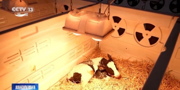 母牛产犊高峰期 科技“护航”接犊育幼