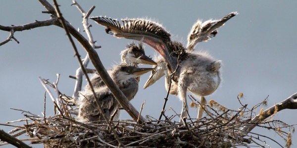 鹊巢鸠占是什么生肖，<a href = 