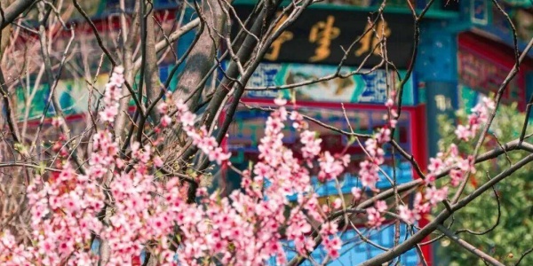 2026年3月15日十二生肖运势详解