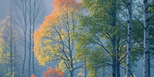 2026年4月4日十二生肖运势详解