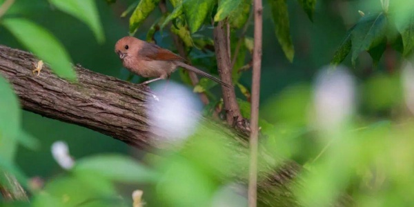 辉光日新打一生肖,打一生肖猜测是什么生肖动物