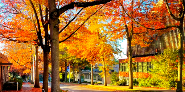 扣人心弦是什么生肖(扣人心弦打一生肖)