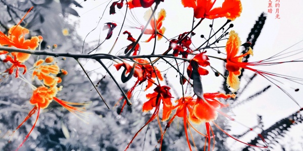 泣血枕戈打一生肖,打一生肖猜测是什么生肖动物