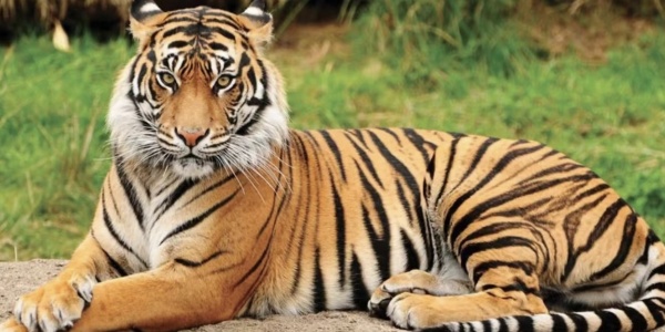 生肖虎人和生肖虎人2026年适合做什么生意？（属虎人和属虎人每个月适合做的生意） 