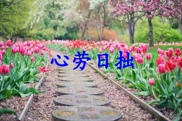 心劳日拙