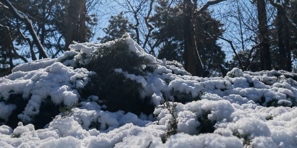 白雪阳春是什么生肖，白雪阳春打一生肖 