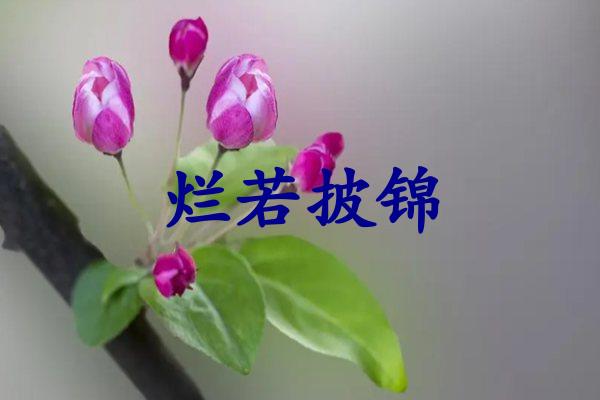 烂若披锦
